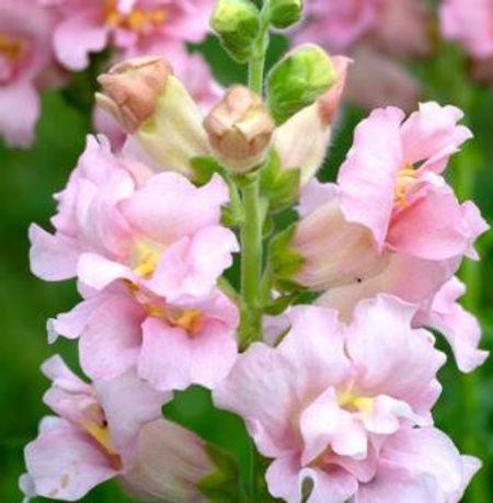 Snapdragon Seeds - 1000+ Madame Butterfly Pink Ruffled Blooms - Antirrhinum majus - Perfect for Garden & Cut Flowers