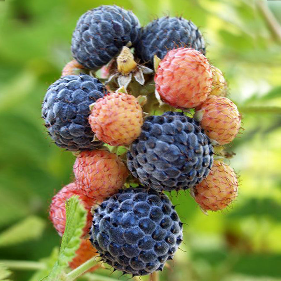 Mysore Black Raspberry Plant - 1 Bare Root Starter, Ever-Bearing, Sweet Fruit Bush (Rubus niveus) for Warm Climates, Zones 9-11