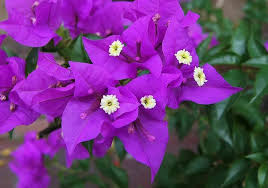 Violet Bougainvillea Starter Plant - Well Rooted Live Plug - Easy to Grow, Flowering, Drought-Tolerant - Bougainvillea spp.