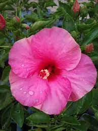 Exotic Magenta Fuchsia Hibiscus Starter Plant - Bare Root Tropical Flowering Shrub - Hibiscus rosa-sinensis - 2-5 Inches Tall