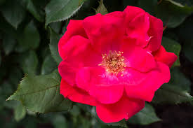 Rose Bush Cuttings 6” 'Knock Out Red' - Hardy, Disease-Resistant, Continuous Blooms, Easy-Care (Rosa) - 3 Live Unrooted Cuttings