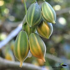 Oak Leaved Papaya Seeds - 25+ Fast Fruiting Tropical Seeds, Unique Lobed Foliage, Carica papaya for Container or Garden Growing
