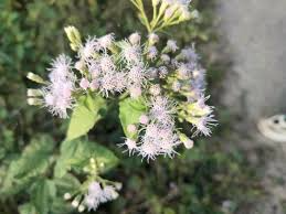 25 Jack The Bush Cuttings - Chromolaena Odorato - Unrooted Fast-Growing Shrub for Easy Propagation - Tropical Landscape Plant