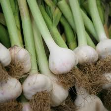 Gilroy California White Garlic Bulbs | 5 Bare Root Heirloom Hardneck | Allium sativum | High-Yield Culinary Garlic