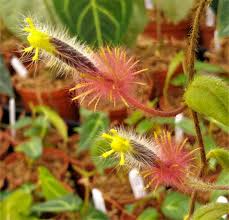 Columnea Minor Terrarium Plant - Rare US Grown Purple Blooms - Gesneriad for Medium Light - Columnea minor