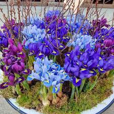Iris Reticulata Mix Bulbs - Purple & Blue Dwarf Iris, Early Spring Blooms, Hardy Zones 4-9, Compact Border Flowers
