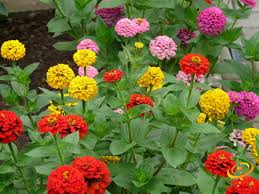 200 Seeds Zinnia Painted Wagons Rainbow Mix Non-GMO (Zinnia elegans) Vibrant Cut Flowers for Pollinator Garden