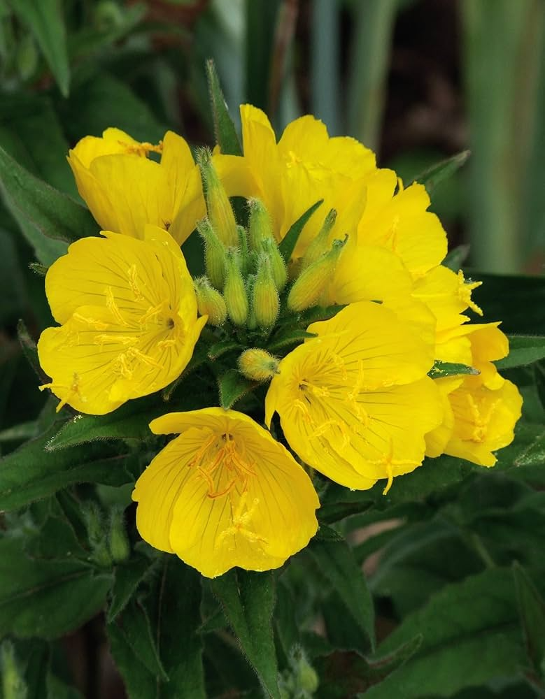 Evening Primrose Seeds 100mg - Bright Yellow Blooms, Pollinator-Friendly, Oenothera biennis, Biennial Wildflower