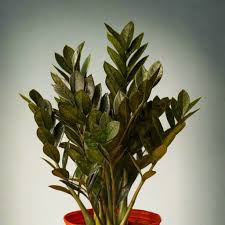 Black Raven ZZ Plant Cutting | 2 Node Fresh Cutting | Zamiifolia Zamioculcas | Pet Safe Indoor Houseplant