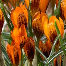 Crocus Bulbs - 5 Flower Plant Bulbs - Golden Orange & Dark Red Mahogany - Crocus olivieri subsp. balansae 'Orange Monarch'