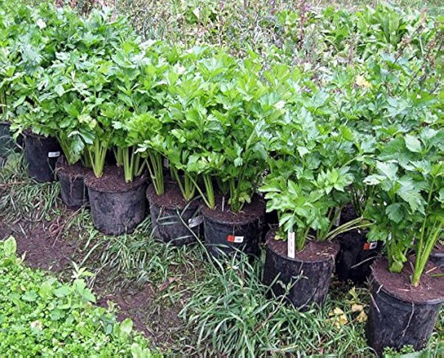Chinese Celery Seeds 500mg - Kintsai Dark Green, Heirloom Variety, Aromatic & Tender, Apium graveolens var. secalinum