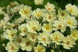 200+ Xanthos Cosmos Seeds - Soft Yellow Blooms - Compact Pollinator-Friendly Annuals - Cosmos bipinnatus 'Xanthos'