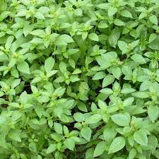 500 Seeds Lemon Basil Herb (Ocimum basilicum var. citriodora) - Fragrant Culinary Plant for Garden & Pots