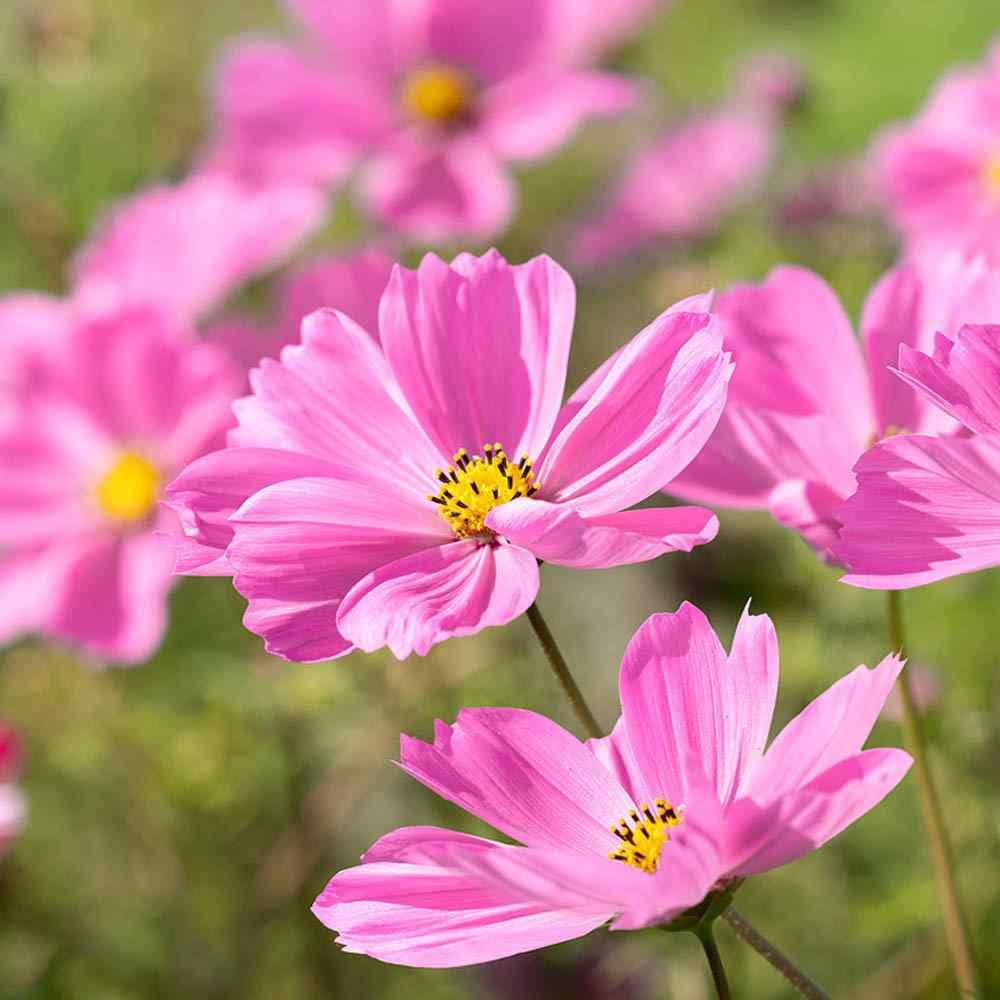 Gloria Cosmos Seeds | Non-GMO | Pink Blooms | Fast-Growing | Pollinator-Friendly | Cosmos bipinnatus