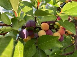 Prunus maritima Beach Plum - Live Bare Root Plant 12"-18" - Hardy Edible Fruit Shrub for Zones 3-9 - Pollinator Friendly