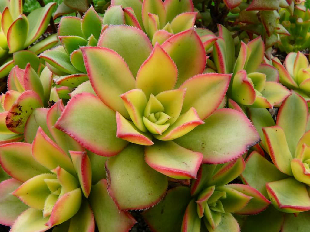 3 Rooted Cuttings Aeonium haworthii ‘Dream Color’ Kiwi | Variegated Rosettes, Drought-Tolerant Succulent Plants