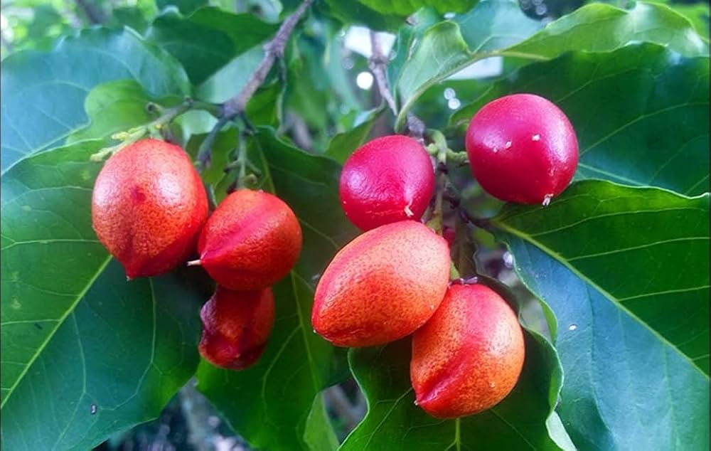 2 Small Peanut Butter Tree Starter Plants - Rare Fruit (Bunchosia glandulifera) - Tropical Garden & Orchard Plant
