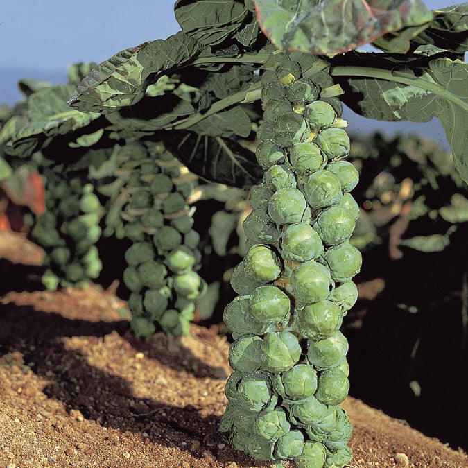 Jade Cross Brussels Sprouts Seeds - 500+ High-Yield, Compact, Cold-Hardy Variety, Brassica oleracea