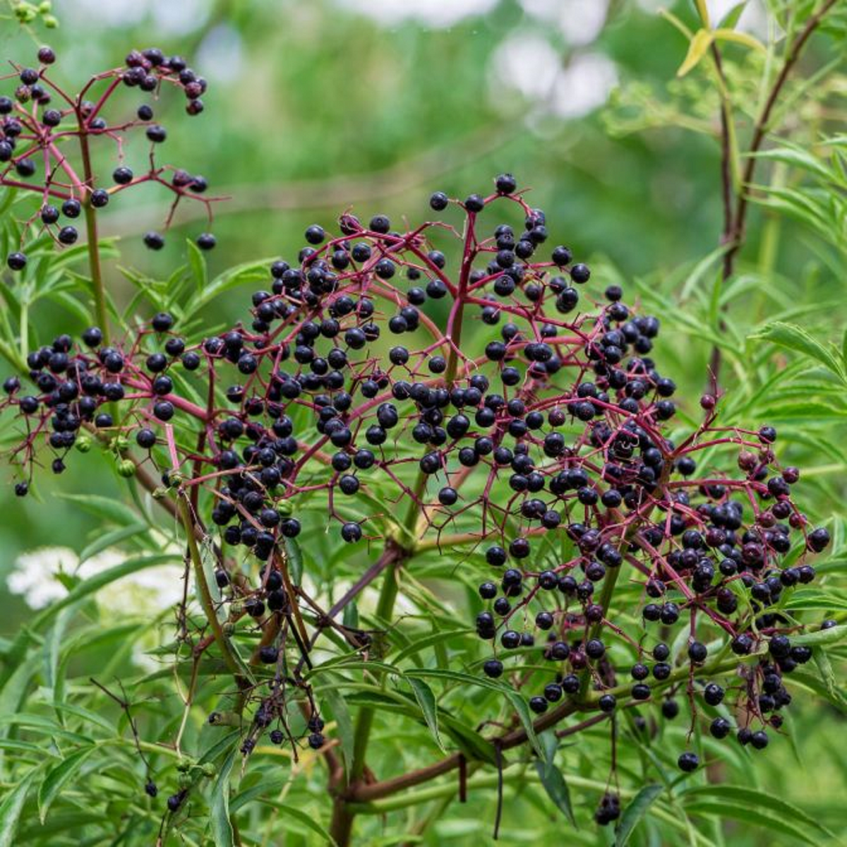 5 Unrooted Elderberry Cuttings - Sambucus Canadensis - Nutritious Berries for Home Garden, Wildlife Friendly