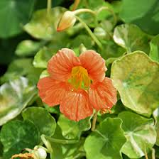 Nasturtium Seeds - 50+ Alaska Apricot Variety - Tropaeolum majus - Edible Flowers with Variegated Foliage for Gardens & Containers
