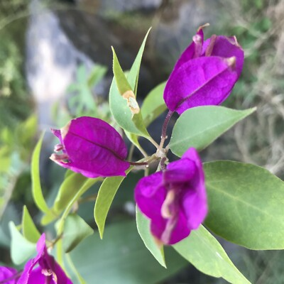 Purple Majesty Bougainvillea Starter Plant - Well-Rooted Live Plug, Evergreen Vine, Purple Blooms, Bougainvillea spp.