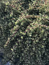 20 Unrooted Cuttings Rainbow Elephant Bush Succulent (Portulacaria afra) - Colorful Cactus for DIY Propagation and Arrangements