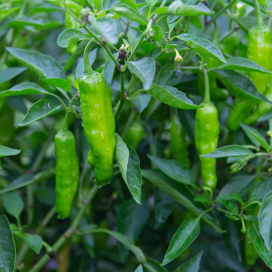 20 Shishito Pepper Seeds - Mild & Sweet, Heirloom Non-GMO - Capsicum annuum - Easy to Grow for Home Gardens & Containers