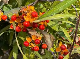 American Bittersweet Seeds 500mg - Celastrus scandens - Native Climbing Vine with Bright Orange-Red Berries for Fall Decor
