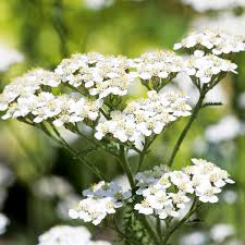 5000 Seeds White Yarrow – Achillea millefolium, Drought-Tolerant Pollinator-Friendly Herb, Ideal for Gardens and Arrangements