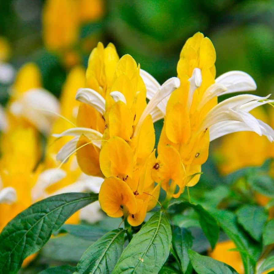 Yellow Shrimp Plant Live Starter Plug 5” - Justicia brandegeana & Pachystachys lutea - Tropical Blooms, Yellow Bracts, Pollinator-Friendly