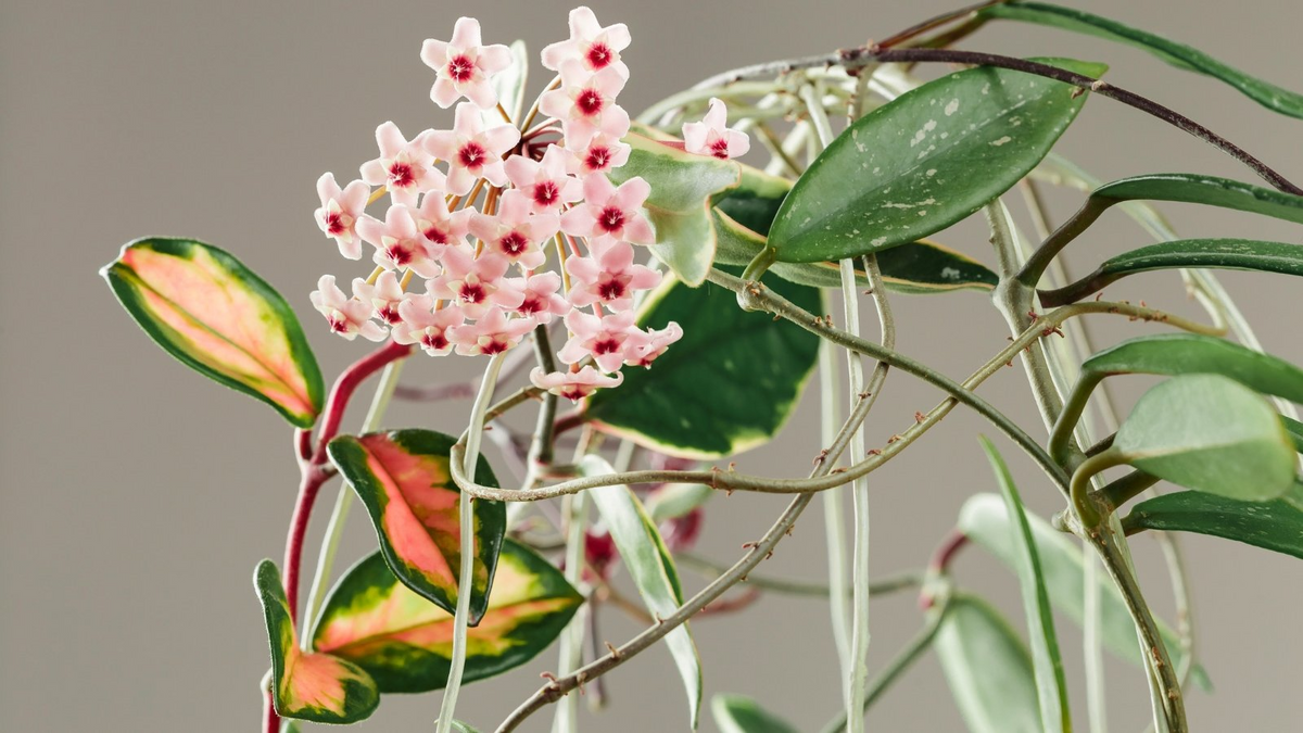 Hoya Carnosa Starter Plant - Variegated Tricolor Krimson Princess - Tropical Houseplant with Colorful Foliage - Hoya carnosa