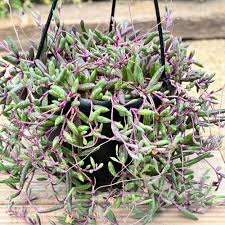 4 Othonna Capensis Cuttings - Ruby Necklace Succulent - Trailing Plant for Containers - Easy Care, Drought-Tolerant, Vibrant Color