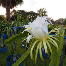 4 Rooted Cosmic Charlie Dragon Fruit Cuttings 4-8 Inches, Variegated Hylocereus Undatus, Ready to Plant for Gardens and Containers
