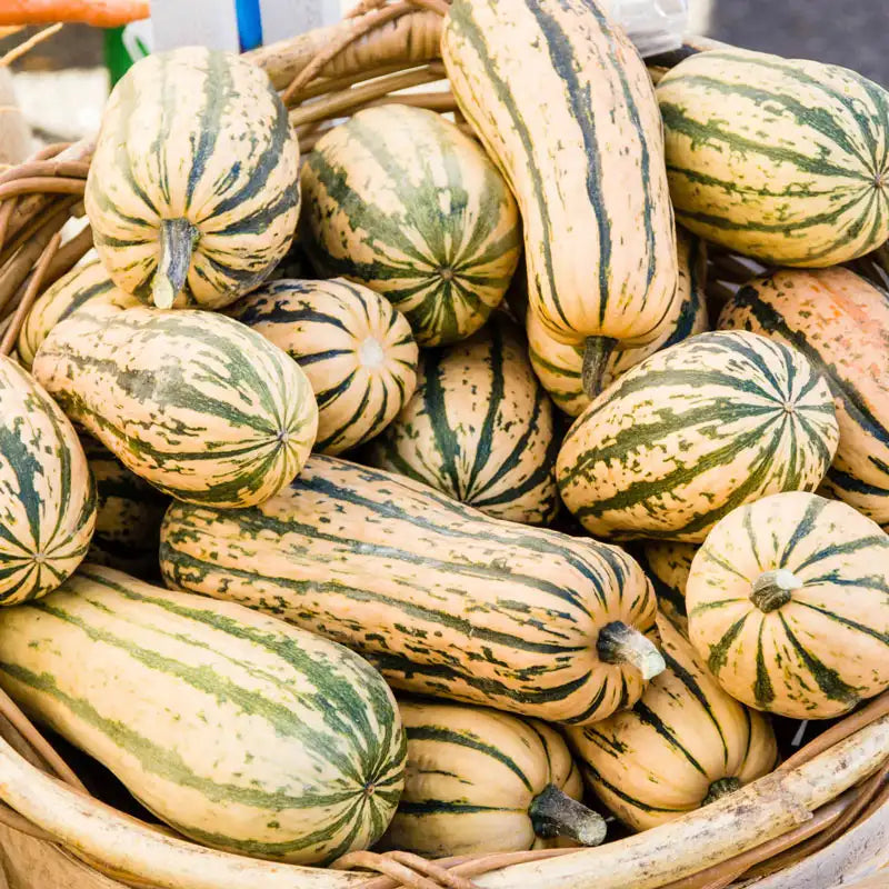Delicata Squash Seeds, 20 Count, Heirloom Variety, Sweet Nutty Flavor, Cucurbita pepo, Easy-to-Grow Winter Squash