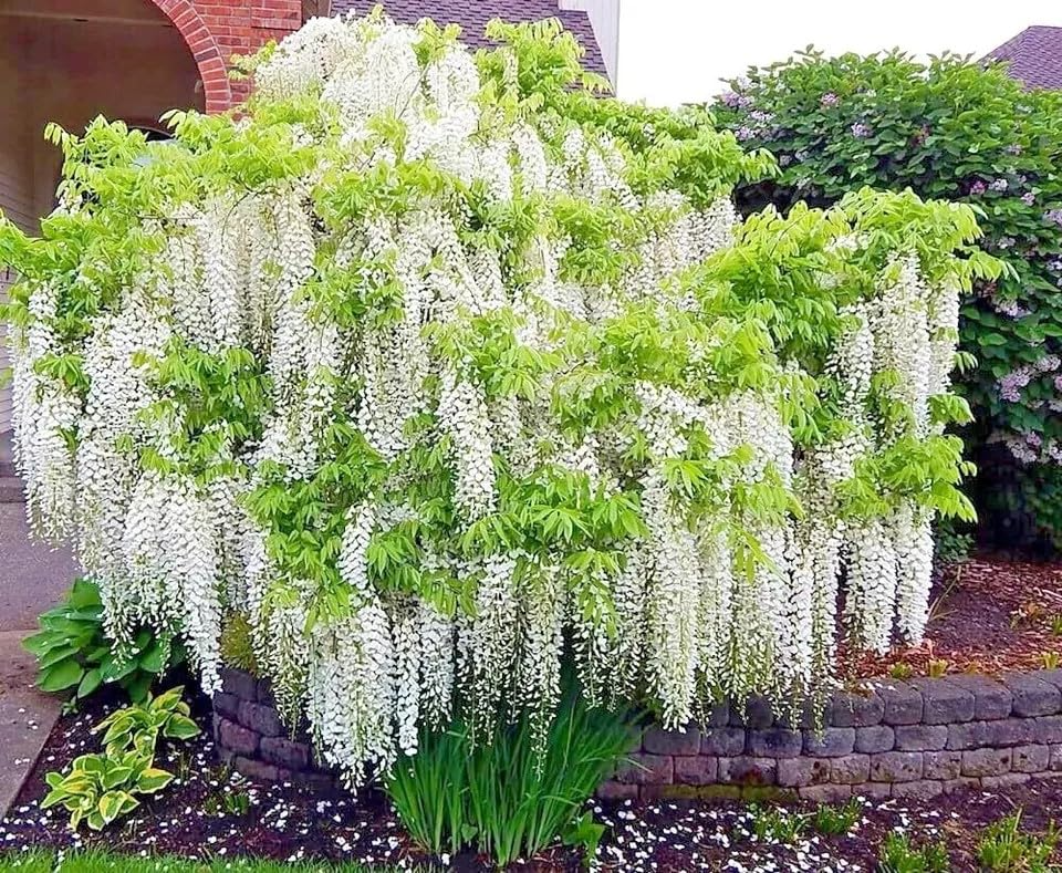 White Wisteria Seeds - 5 Rare Fragrant White Flower Climbing Vine - Wisteria floribunda Alba for Garden & Trellis