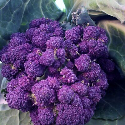 1,500 Purple Sprouting Broccoli Seeds - Non-GMO Heirloom, Cold-Hardy Brassica oleracea var. italica, USA Seller