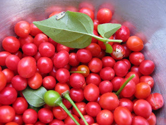 Chiltepin Hot Pepper Seeds – 250mg for Planting, Heirloom Variety, Tiny & Fiery, High Yield, Drought Tolerant, Garden Container