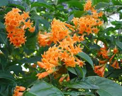 Orange Zest Jasmine Plant | Live Flowering Shrub | Cestrum aurantiacum | Attracts Butterflies | Hardy Zones 7-8 | Tropical Appeal