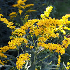 500 mg Seeds Solidago nemoralis Old Field Goldenrod Native Perennial Wildflower for Pollinator Gardens & Natural Landscaping