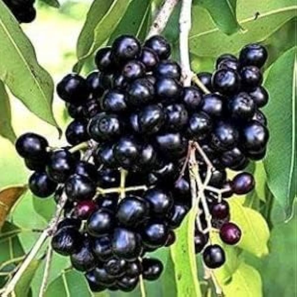 3 Unrooted Jamun Jambul Fruit Tree Cuttings - Syzygium Cumini, Indian Wax Apple, Java Plum for Grafting - 7-inch Cuttings