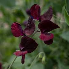 Midnight Sweet Pea Seeds - 50+ Deep Maroon-Black Blooms - Climbing Vine for Trellises & Cottage Gardens - Lathyrus odoratus