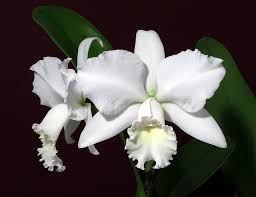 Cattleya Orchid Starter Plant | Live Small Potted | Hawaiian Wedding Song 'Virgin' | White Fall Blooms | Tropical Indoor/Outdoor