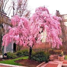 Weeping Cherry Tree 2-3 Ft Live Flowering Tree Prunus subhirtella - Pink/White Blossoms, Ornamental Garden Plant