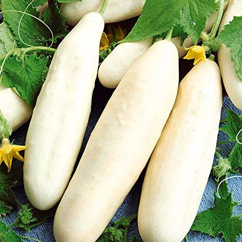 White Wonder Cucumber Seeds | Heirloom Variety | Crisp & Bitter-Free | Cucumis Sativus | Non-GMO for Salads & Pickles