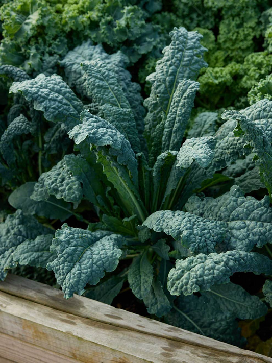 1,000 Lacinato Kale Seeds - Non-GMO Heirloom Dinosaur Kale - Brassica oleracea var. palmifolia - Cold Hardy, Nutritious Greens