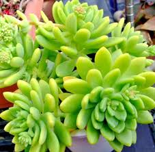 5 Live Plant Cuttings Sedum ‘Alice Evans’ Succulent | Compact Stonecrop with Creamy Green Foliage | Easy Care Plant