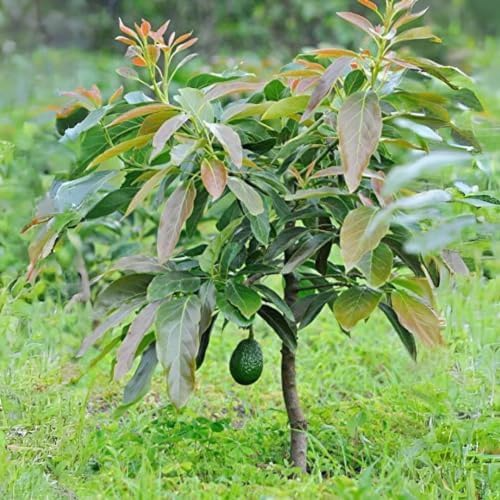 Avocado Tree Starter Plant 1-2' Marcus Variety (Persea americana) - Tropical Exotic Fruit Tree for Home Gardening