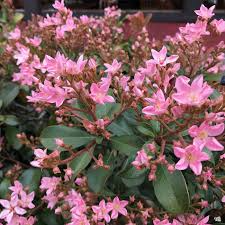 Indian Hawthorne Pink Dancer Cuttings - 7 Live 6" Flowering Shrubs, Evergreen, Fast-Growing, Rhaphiolepis indica, USDA Zones 7-11