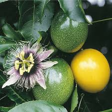 Live Passion Fruit Vine 12” Pot - Passiflora Edulis Tropical Climbing Plant for Gardens & Containers - Fast Growing, Easy Care