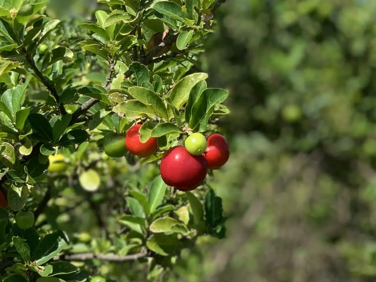 Acerola Starter Plant Seedling - Live Fruit Tree 2'-3' Tall - Guarani Cherry - Malpighia emarginata for Garden and Orchard